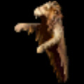 Kithaironic Lion Pelt